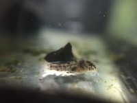 /album/fotogalerij/foto-29-03-17-19-31-17-preview-jpeg/